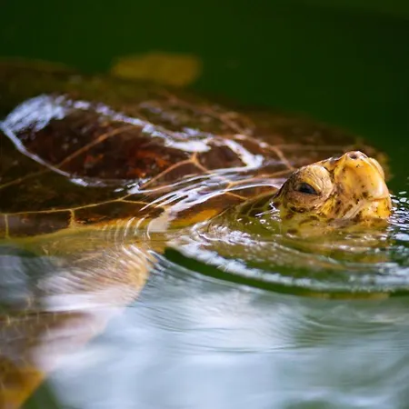 Melek Paradise فيلة